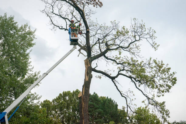 Professional  Tree Services in Von Ormy, TX