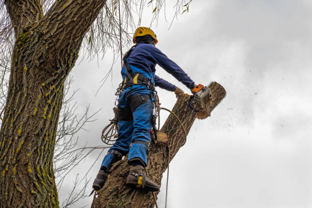 Why Choose Our Tree Removal Services in Von Ormy, TX?